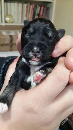 12月出生的雪纳瑞宝宝接受预定中3mm2dd欢迎上门