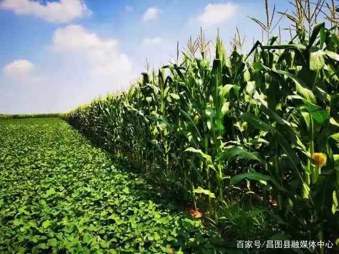 在调兵山市广阔的田野上,玉米,水稻,谷子,大豆等作物长势良好,处处都