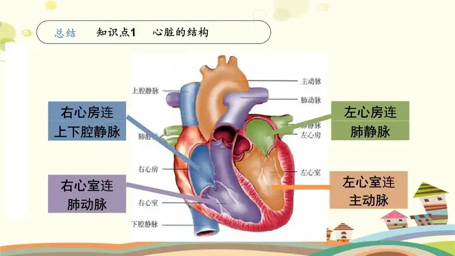 初中生物人教七年级下册第四单元生物圈中的人-输送血液的泵心脏 市赛