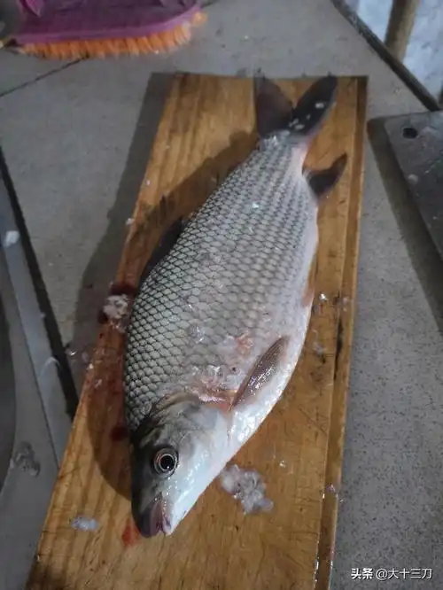 前 好像他们叫高背鲫吧 2 回复 1条 回复 烛影摇红10 7个月前 巴西鲷