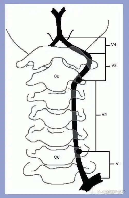 椎动脉的分段