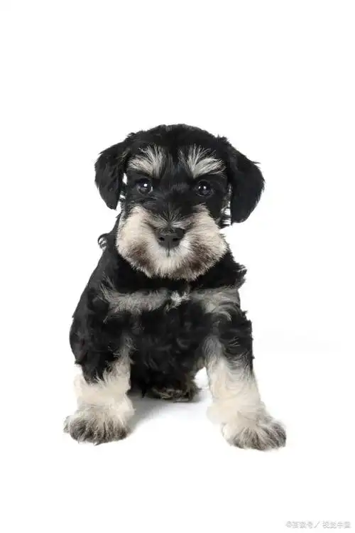 养雪纳瑞,就像跟渣男谈恋爱,上头!