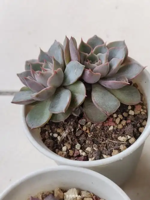 免费分享 四川成都 1份 砂糖,霜之朝老桩,雪莲,木杂等组合