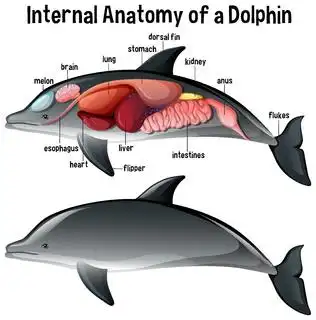 海豚的内部解剖结构
