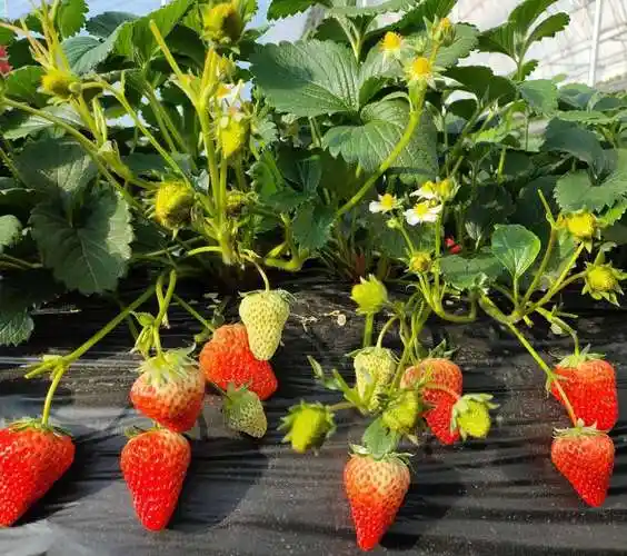 李增珉 指导生产的无化学激素草莓剪影分享一一一