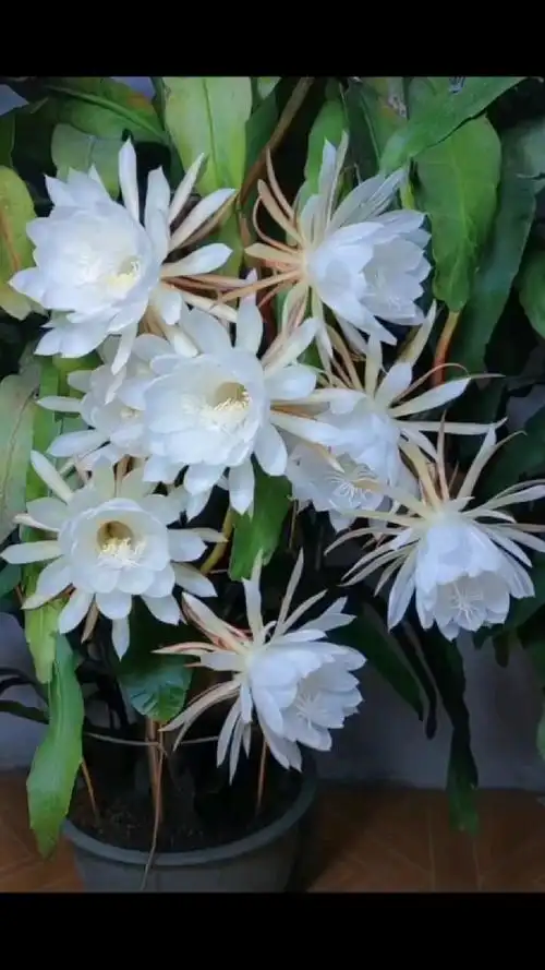 大千世界,真正能打动人心的美,莫过于昙花一现的瞬间,短暂却又可以在