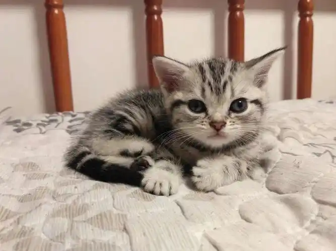 北京美短虎斑幼猫