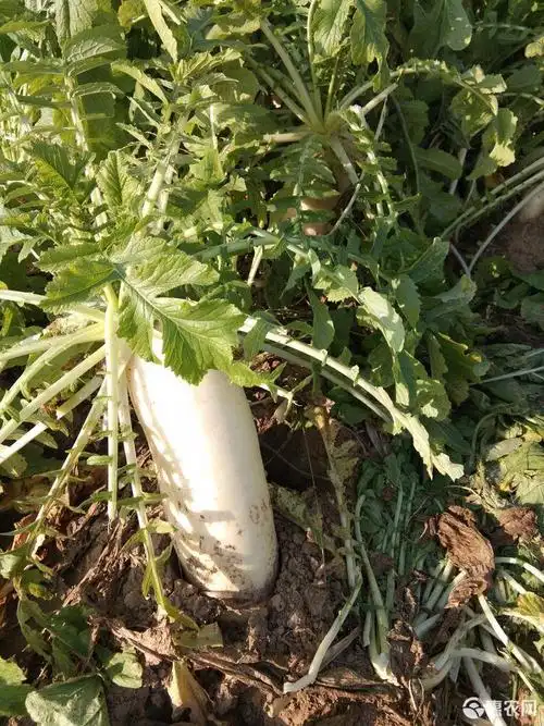 地里还有20000斤白萝卜滞销.有收购的吗.