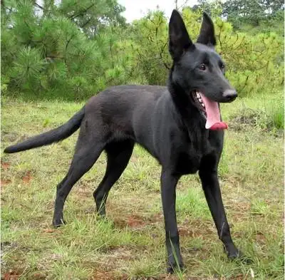 大型黑狼犬养殖基地黑狼犬价格贵吗