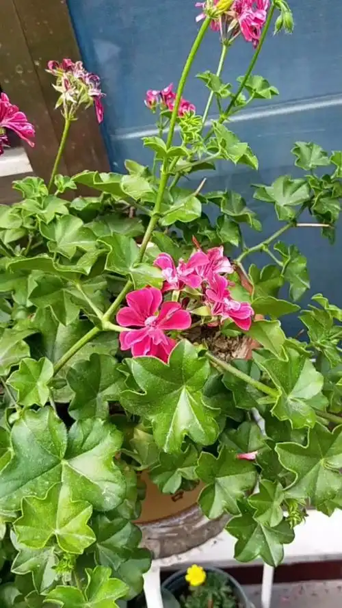 垂吊天竺葵这样扦插,很快就能发根