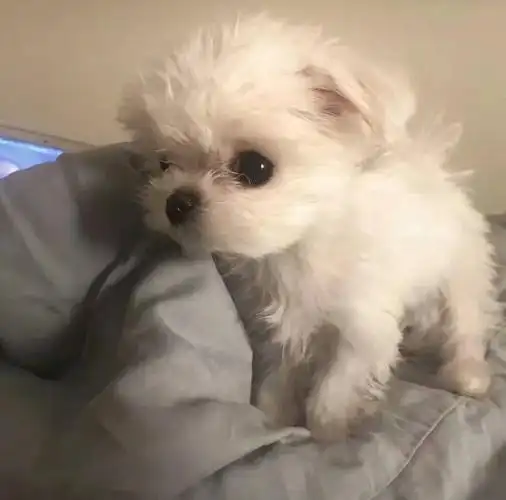 【可爱头像】 马尔济斯犬 by初见你497