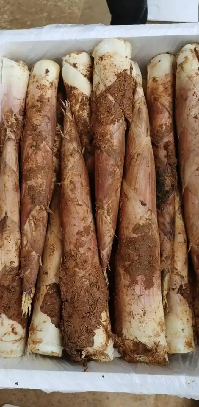 山地雷竹笋.正宗山地雷竹笋已经开始出售,全国承接批发市场,各 - 抖音