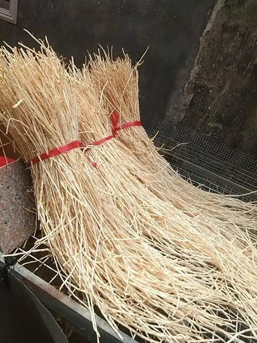 白茅根  白毛根鲜货