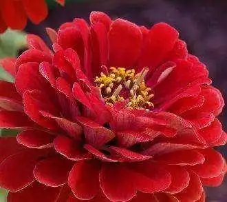 花头像点击鼠标右键下载女人发财头像能带来好运的微信花朵头像图片