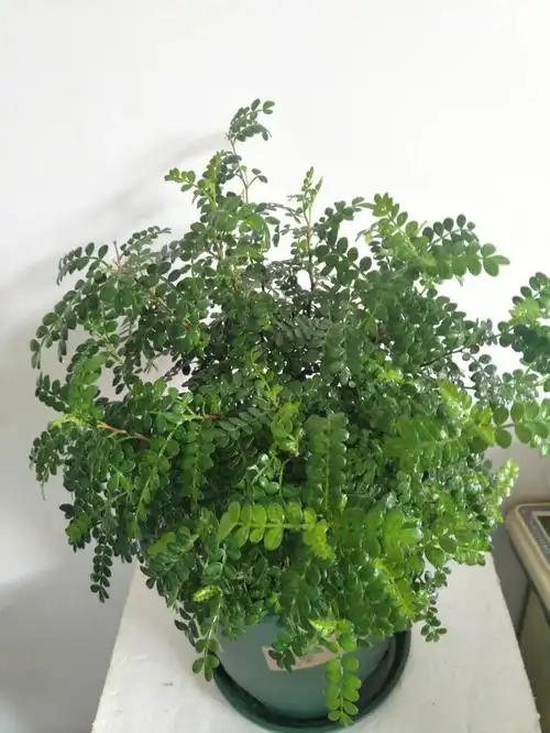 调料那味,怪不得叫胡椒木[doge] 现在市面上都用这个来冒充清香木,清