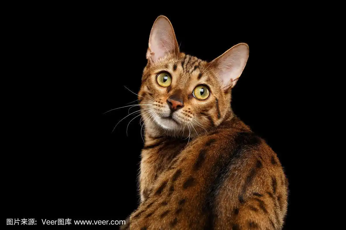 特写好奇的脸孟加拉猫向后看,孤立的黑色