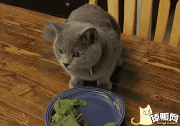 猫迅速逃跑躲起来gif动图_动态图_表情包下载_soogif