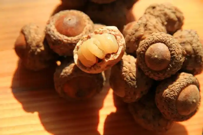 传说中的流氓美食 壮阳果——四面光