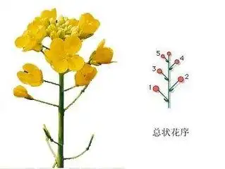 总状花序.   总状花序是无限花序的一种.