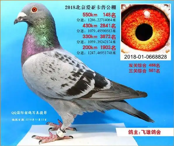 气:9576次血 统:超级73鸽友通:详细介绍朱飞雄鸽舍金母直孙  超级73