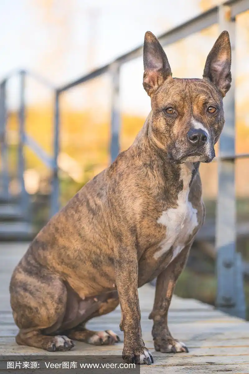 莱卡,一个阳光明媚的日子