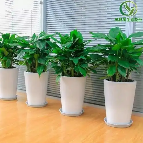 办公室植物租摆 | 让美好环境走进生活