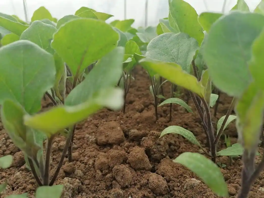 茄子苗期蹲苗注意事项