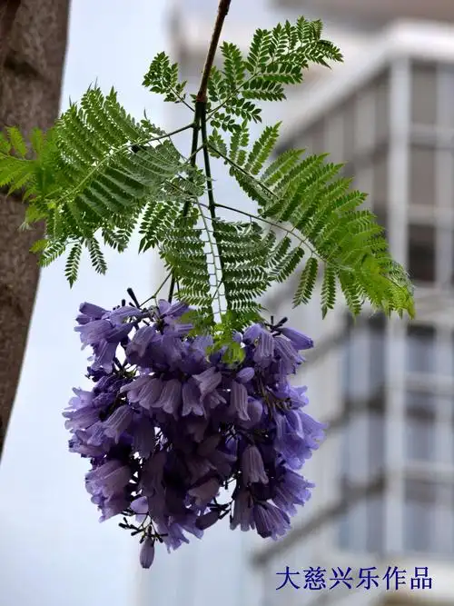 开远泸江公园里《蓝花楹》盛开 掠影 2019.4.5.