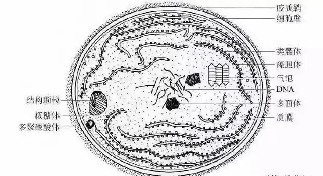 解析蓝藻的结构和暴发特点以及处理方法