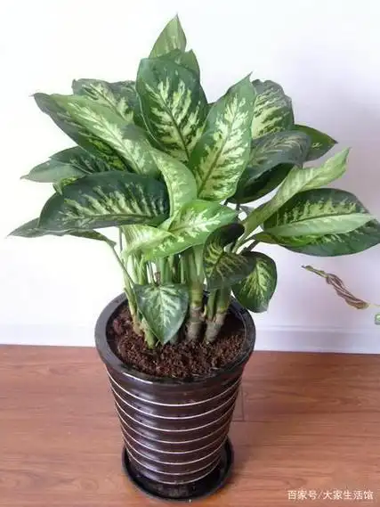 日本万年青为什么贵