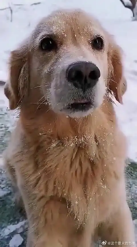 冻成狗就是这么形象!