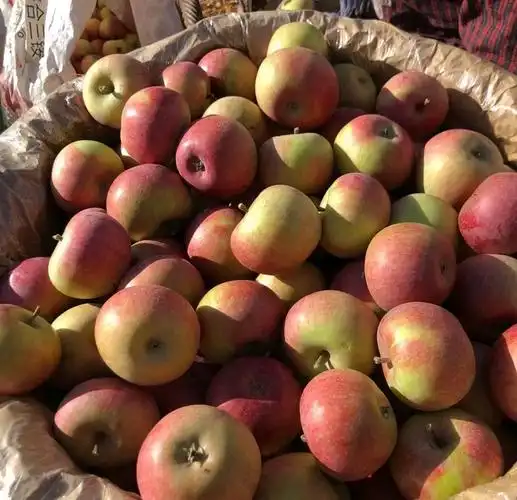 正宗山东烟台小国光苹果笨果新鲜水果不打蜡酸甜老品种孕妇现摘