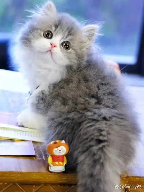 精品蓝虎斑加白拿破仑矮脚猫 曼基康长毛短 95精品蓝虎斑加白拿破仑