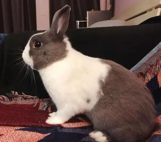 「上海」送养3岁道奇侏儒公兔