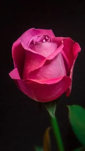 一朵红玫瑰,微距拍摄,黑色背景 iphone 壁纸