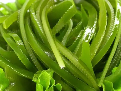 中医 中药大全 化痰止咳平喘药 昆布昆布可用来纠正由缺碘而引起的