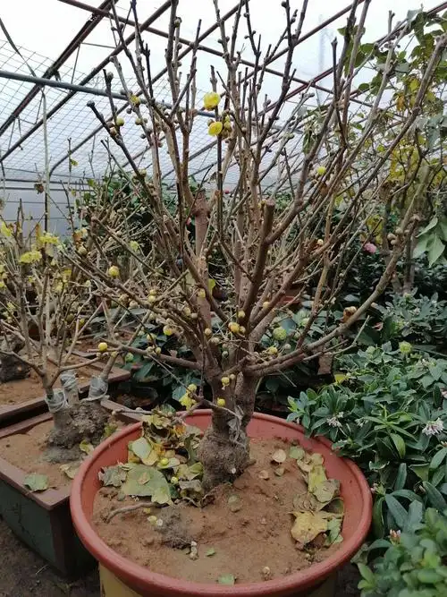 素心腊梅红心腊梅盆栽地载带有花苞寒冬绽放不畏严寒