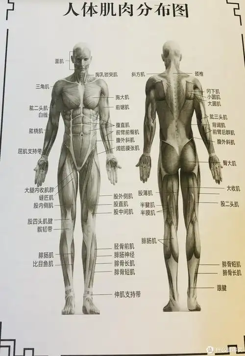 人体肌肉分布图