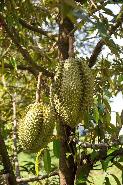 榴莲树图片