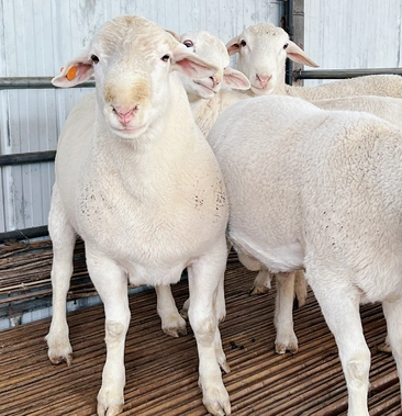 [绵羊批发]澳洲白绵羊价格1600.00元/个 - 一亩田
