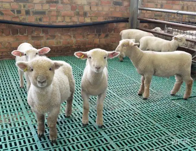 如果以英国的南丘羊,澳大利亚的白萨福克,杜泊羊和无角陶赛特羊作为