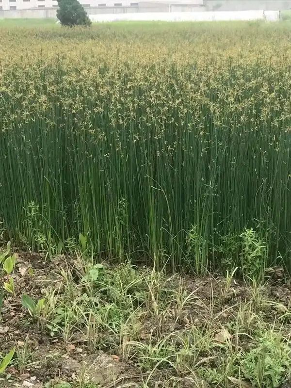 臭蒲草长什么样?