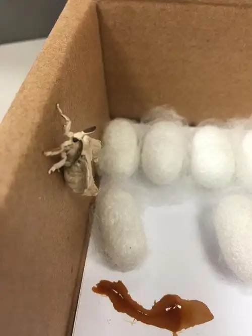 弥补童年没养过蚕