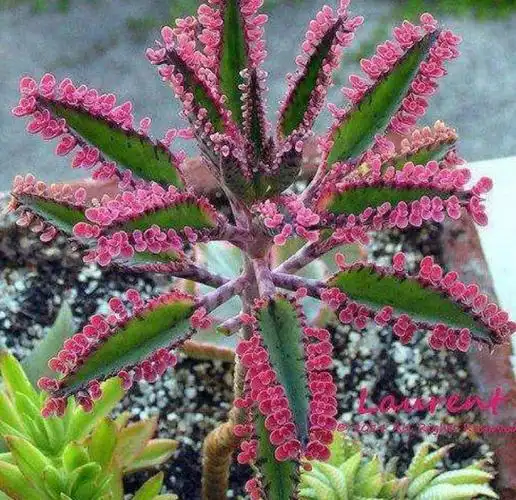 落地生根花有毒吗?