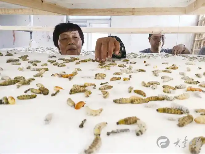 王卫秀在观察蚕宝宝吐丝情况