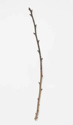 无人,竖图,俯视,室内,特写,白天,白色背景,植物,静物,阴影,光线,影子