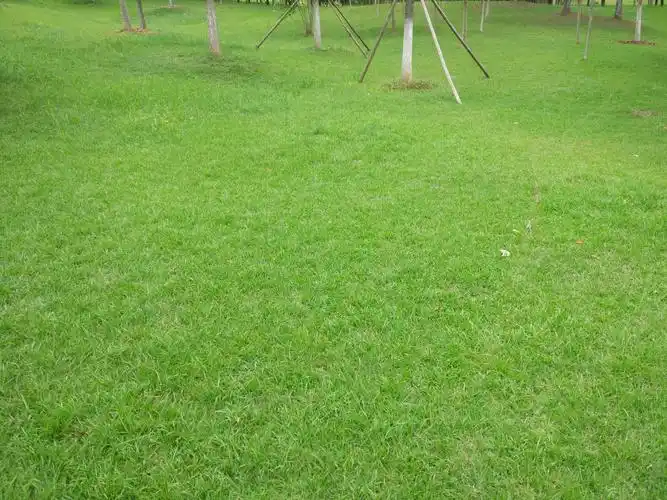 现在种什么草坪草比较好?-绿化草种-新闻中心-济宁百利鑫草业有限公司