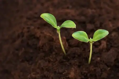 绿苗绿苗在土壤中的绿苗成长的绿苗从种子成长的绿苗从地面生长的绿苗