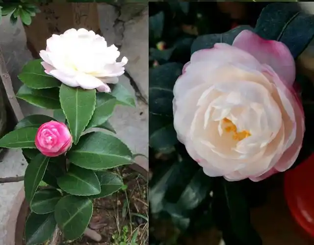 春瑞日本朝仓白色茶梅带香味的山茶花盆栽稀有品种茶树苗 不含盆 朝仓