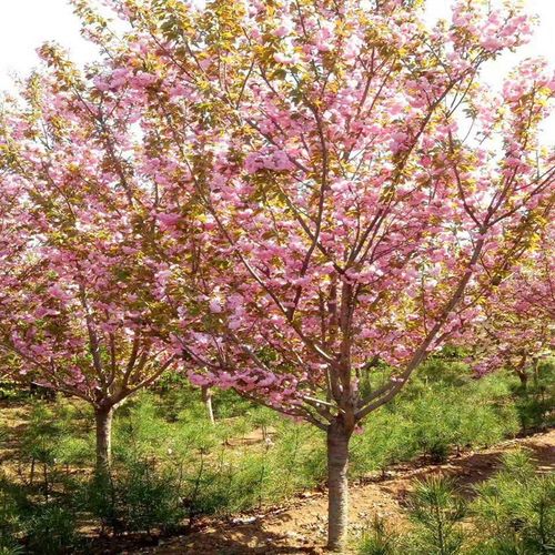 樱花树苗樱花树苗早樱晚樱花苗樱花苗盆景盆栽苗木观赏工程绿化庭院